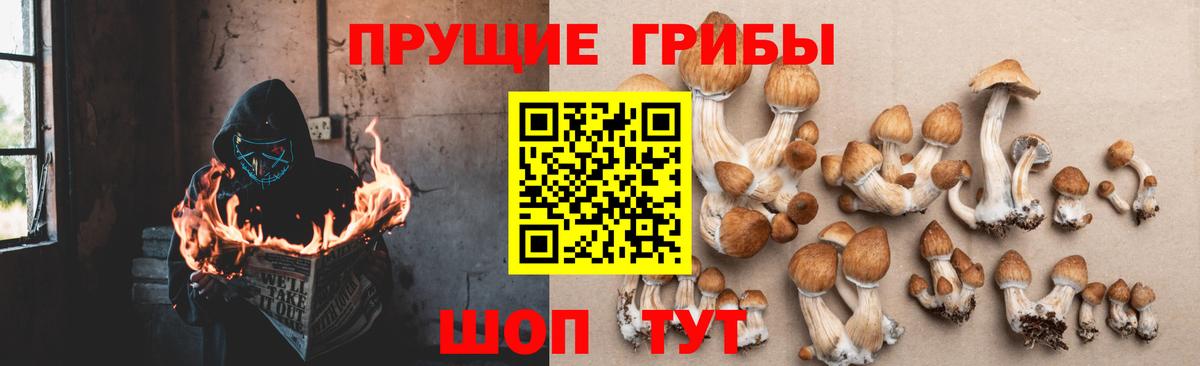 Псилоцибиновые грибы Psilocybine cubensis  Вход с VPN  Галлюциногенные грибы Cubensis  Партизанск 